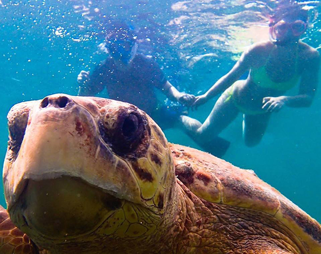kids-swimming-with-large-turtle-belize-fishing-tours